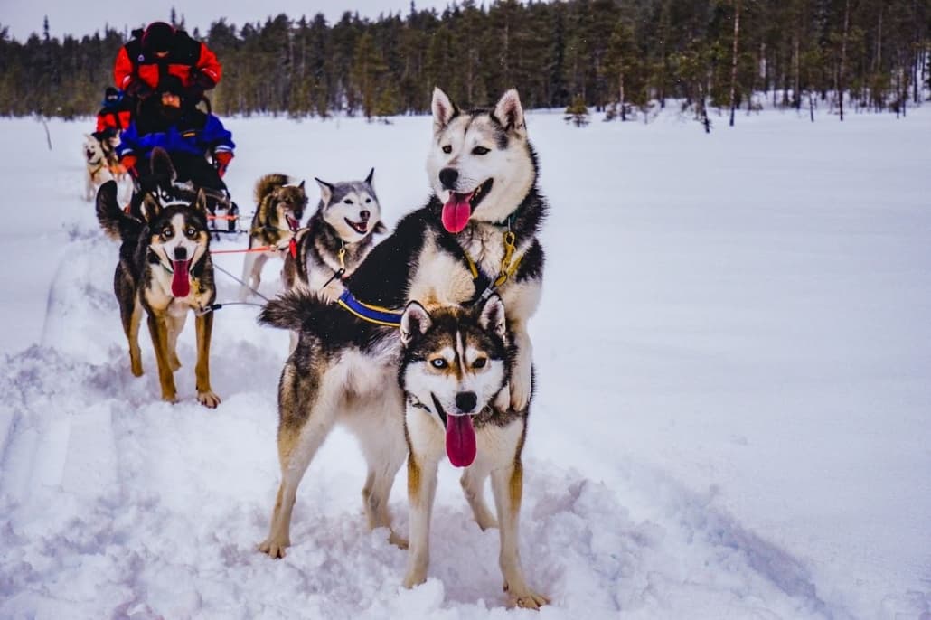 Husky sledding through snowy Lapland